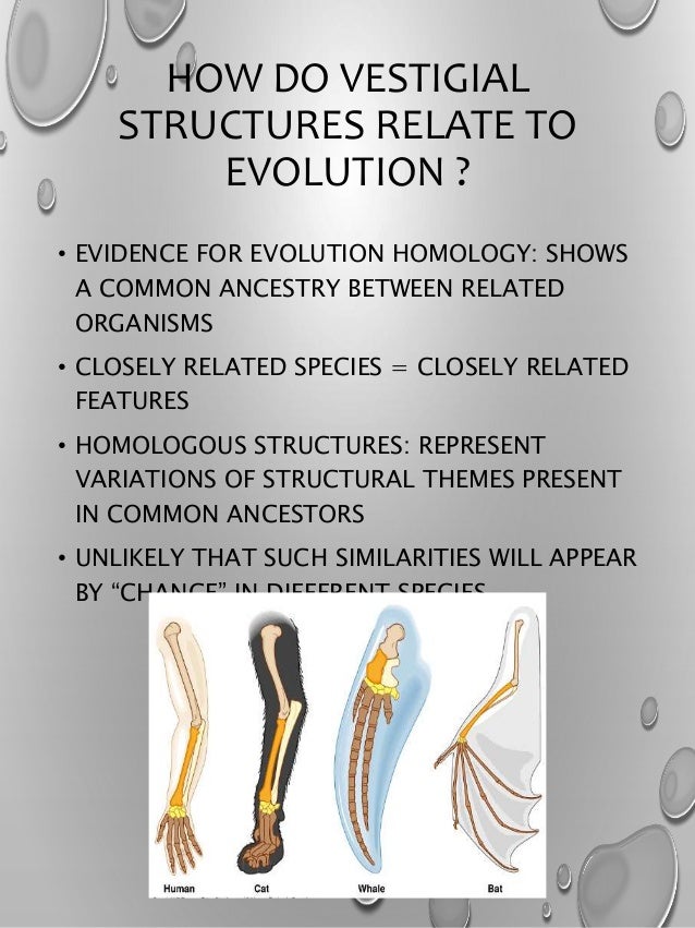 BIOLOGY INVESTIGATORY PROJECT VESTIGIAL STRUCTURE