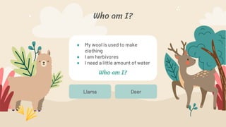 Who am I?
Deer
Llama
● My wool is used to make
clothing
● I am herbivores
● I need a little amount of water
Who am I?
 