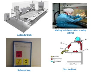 Bio safety level in laboratory | PPTX