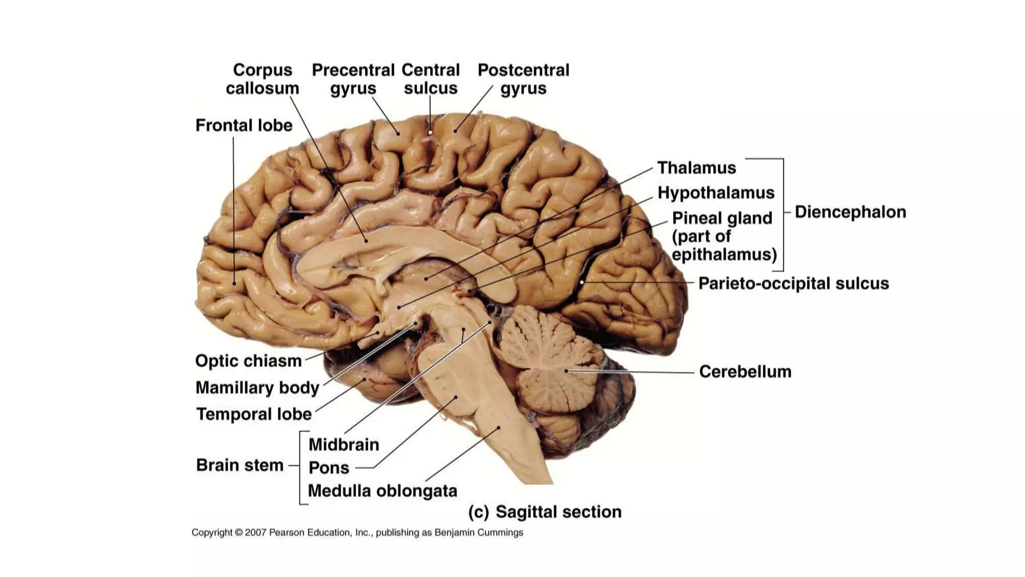 Central Structures anatomy of central nervous system | PPTX