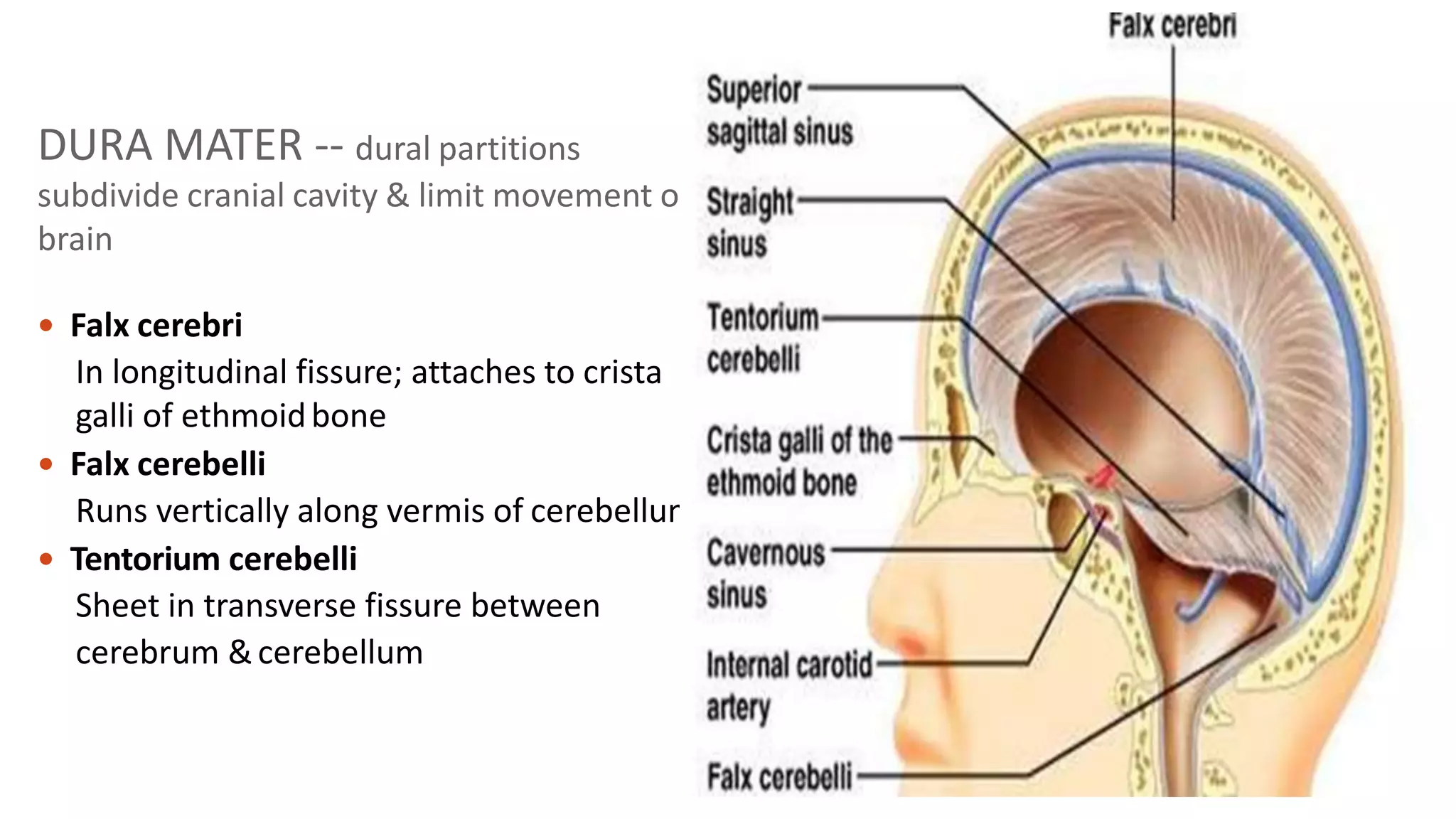 anatomy of central nervous system | PPTX