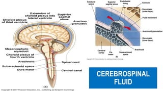 anatomy of central nervous system | PPTX