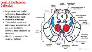 anatomy of central nervous system | PPTX