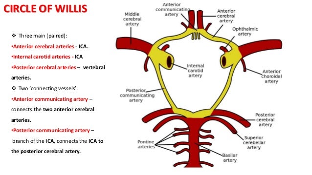 anatomy of central nervous system