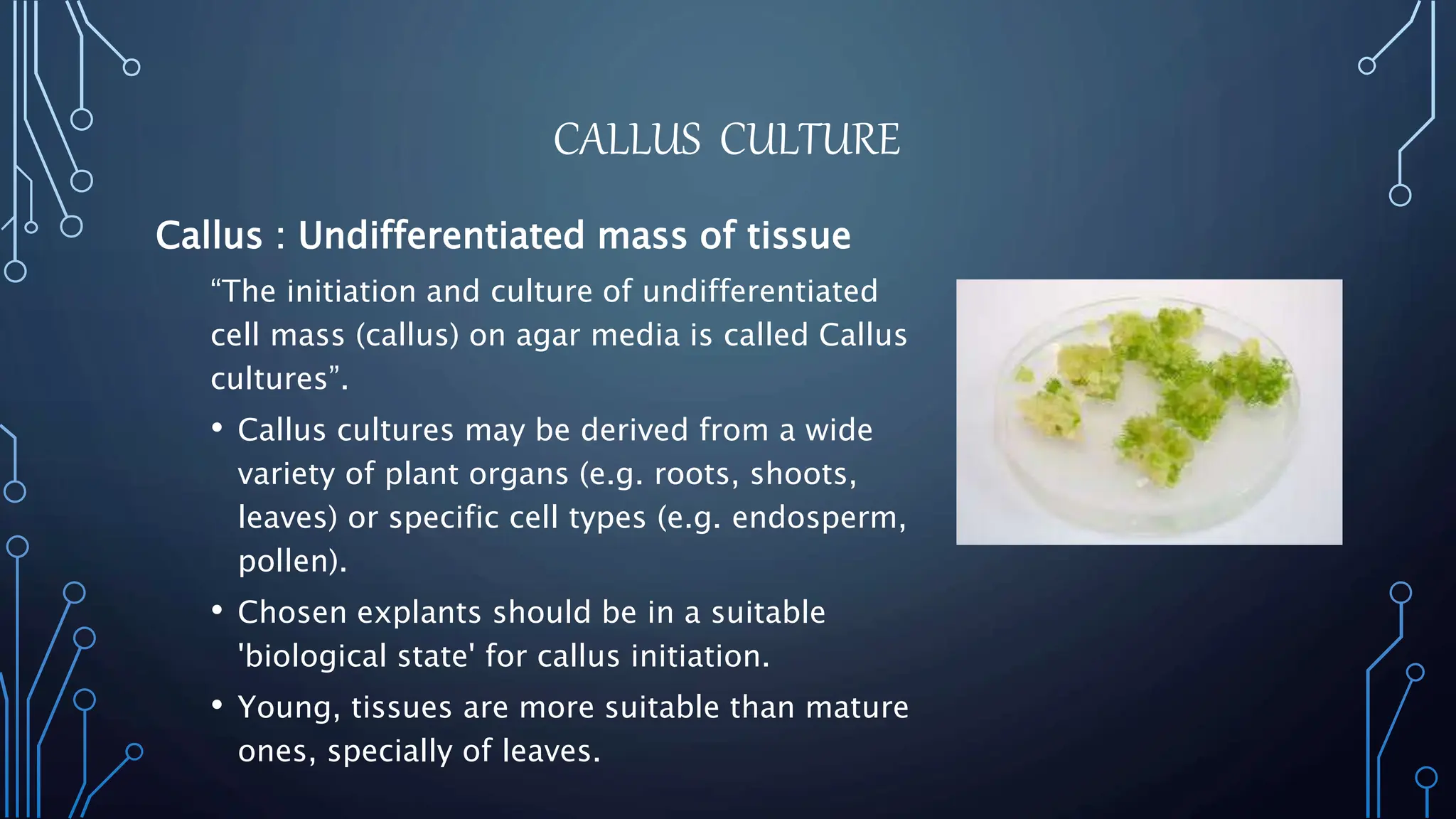 CALLUS CULTURE
Callus : Undifferentiated mass of tissue
“The initiation and culture of undifferentiated
cell mass (callus) on agar media is called Callus
cultures”.
• Callus cultures may be derived from a wide
variety of plant organs (e.g. roots, shoots,
leaves) or specific cell types (e.g. endosperm,
pollen).
• Chosen explants should be in a suitable
'biological state' for callus initiation.
• Young, tissues are more suitable than mature
ones, specially of leaves.
 