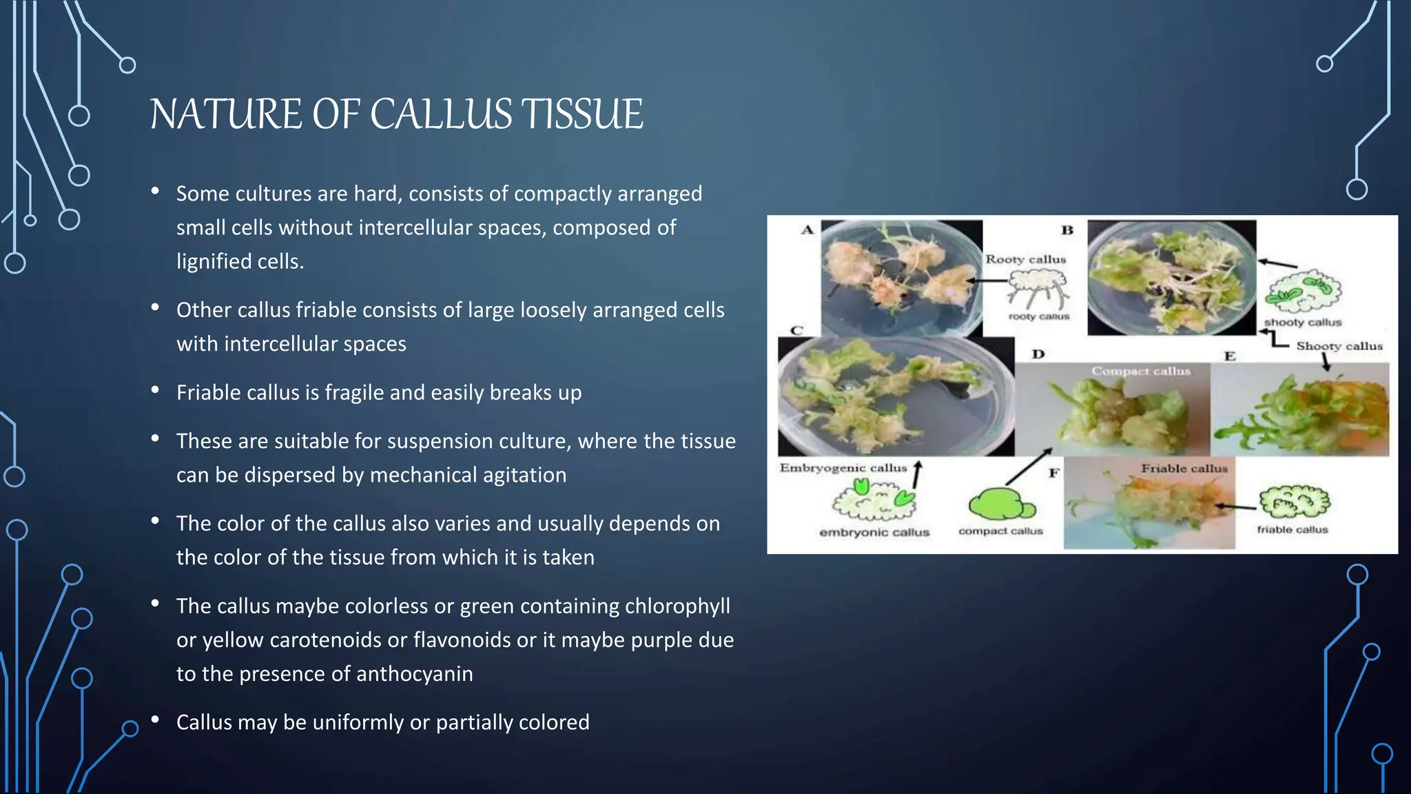NATURE OF CALLUS TISSUE
• Some cultures are hard, consists of compactly arranged
small cells without intercellular spaces, composed of
lignified cells.
• Other callus friable consists of large loosely arranged cells
with intercellular spaces
• Friable callus is fragile and easily breaks up
• These are suitable for suspension culture, where the tissue
can be dispersed by mechanical agitation
• The color of the callus also varies and usually depends on
the color of the tissue from which it is taken
• The callus maybe colorless or green containing chlorophyll
or yellow carotenoids or flavonoids or it maybe purple due
to the presence of anthocyanin
• Callus may be uniformly or partially colored
 