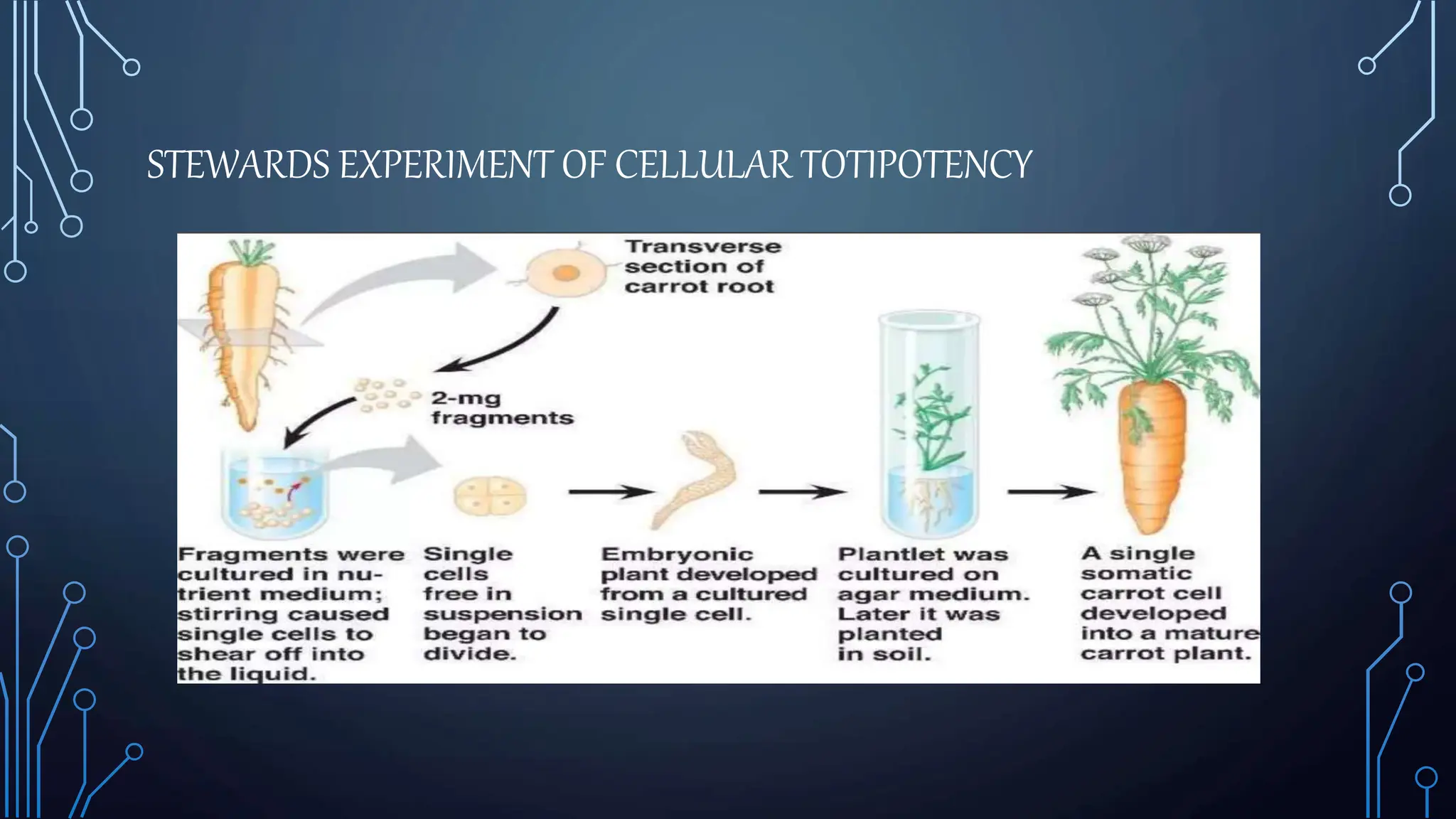 STEWARDS EXPERIMENT OF CELLULAR TOTIPOTENCY
 