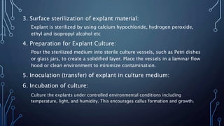 cellular totipotency and callus culture | PPTX