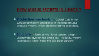 HOW MUSUS SECRETS IN LUNGS ?
 Production mechanism : Goblet Cells in the
surface epithelium and glands in the large airways
produce mucins, which are released via exocytosis.
 Structure : It forms a two - layer system : a high -
viscosity gel layer on top and a low – viscosity, watery
layer below, which helps the cilia beat properly.
 