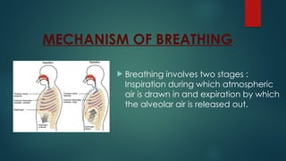 MECHANISM OF BREATHING
 Breathing involves two stages :
Inspiration during which atmospheric
air is drawn in and expiration by which
the alveolar air is released out.
 