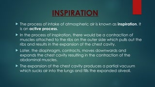 INSPIRATION
 The process of intake of atmospheric air is known as inspiration. It
is an active process.
 In the process of inspiration, there would be a contraction of
muscles attached to the ribs on the outer side which pulls out the
ribs and results in the expansion of the chest cavity.
 Later, the diaphragm, contracts, moves downwards and
expands the chest cavity resulting in the contraction of the
abdominal muscles.
 The expansion of the chest cavity produces a partial vacuum
which sucks air into the lungs and fills the expanded alveoli.
 