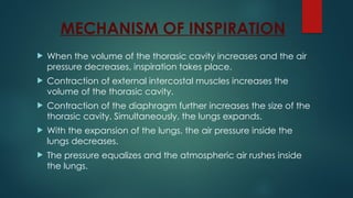 MECHANISM OF INSPIRATION
 When the volume of the thorasic cavity increases and the air
pressure decreases, inspiration takes place.
 Contraction of external intercostal muscles increases the
volume of the thorasic cavity.
 Contraction of the diaphragm further increases the size of the
thorasic cavity. Simultaneously, the lungs expands.
 With the expansion of the lungs, the air pressure inside the
lungs decreases.
 The pressure equalizes and the atmospheric air rushes inside
the lungs.
 
