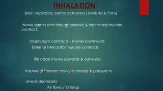 INHALATION
Brain respiratory center activated ( Medulla & Pons)
Nerve signals sent through phrenic & intercostal muscles
contract.
Diaphragm contracts – moves downward
External intercostal muscles contracts
Rib cage moves upwards & outwards
Volume of Thorasic cavity increases & pressure in
alveoli decreases
Air flows into lungs
 
