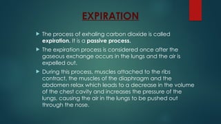 EXPIRATION
 The process of exhaling carbon dioxide is called
expiration. It is a passive process.
 The expiration process is considered once after the
gaseous exchange occurs in the lungs and the air is
expelled out.
 During this process, muscles attached to the ribs
contract, the muscles of the diaphragm and the
abdomen relax which leads to a decrease in the volume
of the chest cavity and increases the pressure of the
lungs, causing the air in the lungs to be pushed out
through the nose.
 