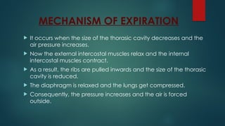 MECHANISM OF EXPIRATION
 It occurs when the size of the thorasic cavity decreases and the
air pressure increases.
 Now the external intercostal muscles relax and the internal
intercostal muscles contract.
 As a result, the ribs are pulled inwards and the size of the thorasic
cavity is reduced.
 The diaphragm is relaxed and the lungs get compressed.
 Consequently, the pressure increases and the air is forced
outside.
 