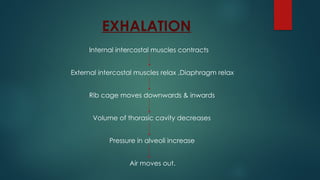 EXHALATION
Internal intercostal muscles contracts
External intercostal muscles relax ,Diaphragm relax
Rib cage moves downwards & inwards
Volume of thorasic cavity decreases
Pressure in alveoli increase
Air moves out.
 