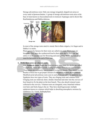 ǁǁǁ͘ƐĂŬƐŚŝĞƵĐĂƚŝŽŶ͘ĐŽŵ


       Storage adventitious roots: Only one storage irregularly shaped root arises at
       every node in Ipomoea batatus. A group of storage adventitious roots arise at the
       base of stem known as fasciculated roots in monocot Asparagus and in dicots like
       Ruelliatuberosa and Dahlia tuberosa.


                                 /ƉŽŵŽĞĂ ďĂƚĂƚƵƐ




                                                        ƐƉĂƌĂŐƵƐ


       In most of the storage roots starch is stored. But in Beta vulgaris, it is Sugar and in
       Dahlia it is inulin.
       Plants grown by farmers for their roots are called root crops. Root crops are
       biennials. They store the synthesized food in their roots during first year and
       utilize it in the second year for flowering and seed setting. Hence the root crops
       must be harvested at the end of first year.

4. Write short notes on velamen roots.
     Ans: Epiphytic roots: Plants that grow on some other plant for shelter are called
     as epiphytes. These plants usually belong to families Orchidaceae and Aroideae.
     These plants are commonly seen in tropical evergreen forests. They inhabit on top
     braches of host tree to get proper amount of sunlight to perform photosynthesis.
     Modified aerial adventitious roots seen in such plants are called as epiphytic roots.
     Epiphytes have two types of roots. They are clinging roots and velamen roots.
     Clinging roots are relatively short, slender, branched and enter into the crevices of
     host branch to fix the plant on the host branch. They also absorb mineral water
     collected in the crevices. Velamen roots are elongated, stout, branched without
     root hairs and freely hang in the air. They have dead hygroscopic multiple
     epidermis known as velamen which helps in absorbing atmospheric moisture by
     imbibition. Ex: Vanda, Bulbophyllum




                               ǁǁǁ͘ƐĂŬƐŚŝĞƵĐĂƚŝŽŶ͘ĐŽŵ
 