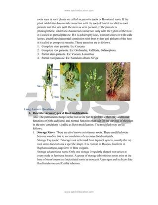 ǁǁǁ͘ƐĂŬƐŚŝĞƵĐĂƚŝŽŶ͘ĐŽŵ


           roots seen in such plants are called as parasitic roots or Haustorial roots. If the
           plant establishes haustorial connection with the root of host it is called as root
           parasite and that one with the stem as stem parasite. If the parasite is
           photosynthetic, establishes haustorial connection only with the xylem of the host,
           it is called as partial parasite. If it is achlorophyllous, without leaves or with scale
           leaves, establishes haustorial connection with both xylem and phloem of the host
           it is called as complete parasite. These parasites are as follows.
           1. Complete stem parasite. Ex: Cuscuta
           2. Complete root parasite. Ex: Orobanche, Rafflesia, Balanophora.
           3. Partial stem parasite. Ex: Viscum, Loranthus
           4. Partial root parasite. Ex: Santalum album, Striga




Long Answer Questions
   1. Describe various types of Root modifications
      Ans: The permanent change in the root or its part to perform either only additional
      functions or both additional and normal functions that suit for the survival of the plant
      in the new conditions is called as Root modification. The modified roots are as
      follows.
      1. Storage Roots: These are also known as tuberous roots. These modified roots
          become swollen due to accumulation of excessive food materials.
          Storage Tap roots: If storage root is formed from tap root system, usually the tap
          root stores food attains a specific shape. It is conical in Daucus, fusiform in
          Raphanussativus, napiform in Beta vulgaris.
          Storage adventitious roots: Only one storage irregularly shaped root arises at
          every node in Ipomoea batatus. A group of storage adventitious roots arise at the
          base of stem known as fasciculated roots in monocot Asparagus and in dicots like
          Ruelliatuberosa and Dahlia tuberosa.




                                    ǁǁǁ͘ƐĂŬƐŚŝĞƵĐĂƚŝŽŶ͘ĐŽŵ
 
