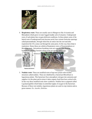 ǁǁǁ͘ƐĂŬƐŚŝĞƵĐĂƚŝŽŶ͘ĐŽŵ




4. Respiratory roots: These are usually seen in Mangroves like Avicennia and
   Rhizophora which grow in water logged muddy soils of estuaries. Underground
   roots of such plants face oxygen deficient conditions. In these plants some of the
   lateral roots of underground roots become aerial, have minute lenticular openings
   called pneumathodes, through which the air enters into the root and after
   respiration the CO2 comes out through the same pores. In this way these help in
   respiration. Hence these are called as Respiratory roots or Pneumatophores or
   Breathing roots. Adventitious breathing roots are seen in a free floating
   hydrophyte called as Jussiaea whose roots are spongy and porate.




5. Nodular roots: These are modified roots of tap root system with swollen
   structures called nodules. These are inhabited by a bacterium Rhizobium in
   leguminous plants. This bacterium fixes atmospheric nitrogen into ammonia and
   supplies it to the plant and in return it takes organic food from host cortical cells.
   In this way these modified roots show symbiosis. Nodules have a pigment called
   Leg.haemoglobin which helps in controlled supply of oxygen to the bacterium.
   Because of these root nodules, leguminous plants are used in crop rotation and as
   green manure. Ex: Arachis, Dolichos.




                            ǁǁǁ͘ƐĂŬƐŚŝĞƵĐĂƚŝŽŶ͘ĐŽŵ
 