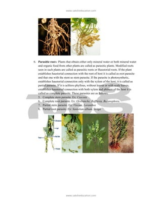 ǁǁǁ͘ƐĂŬƐŚŝĞƵĐĂƚŝŽŶ͘ĐŽŵ




6. Parasitic roots: Plants that obtain either only mineral water or both mineral water
   and organic food from other plants are called as parasitic plants. Modified roots
   seen in such plants are called as parasitic roots or Haustorial roots. If the plant
   establishes haustorial connection with the root of host it is called as root parasite
   and that one with the stem as stem parasite. If the parasite is photosynthetic,
   establishes haustorial connection only with the xylem of the host, it is called as
   partial parasite. If it is achloro phyllous, without leaves or with scale leaves,
   establishes haustorial connection with both xylem and phloem of the host it is
   called as complete parasite. These parasites are as follows.
   5. Complete stem parasite. Ex: Cuscuta
   6. Complete root parasite. Ex: Orobanche, Rafflesia, Balanophora.
   7. Partial stem parasite. Ex: Viscum, Loranthus
   8. Partial root parasite. Ex: Santalum album, Striga




                           ǁǁǁ͘ƐĂŬƐŚŝĞƵĐĂƚŝŽŶ͘ĐŽŵ
 