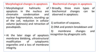 Role of apoptosis in physiology and diseases i | PPTX