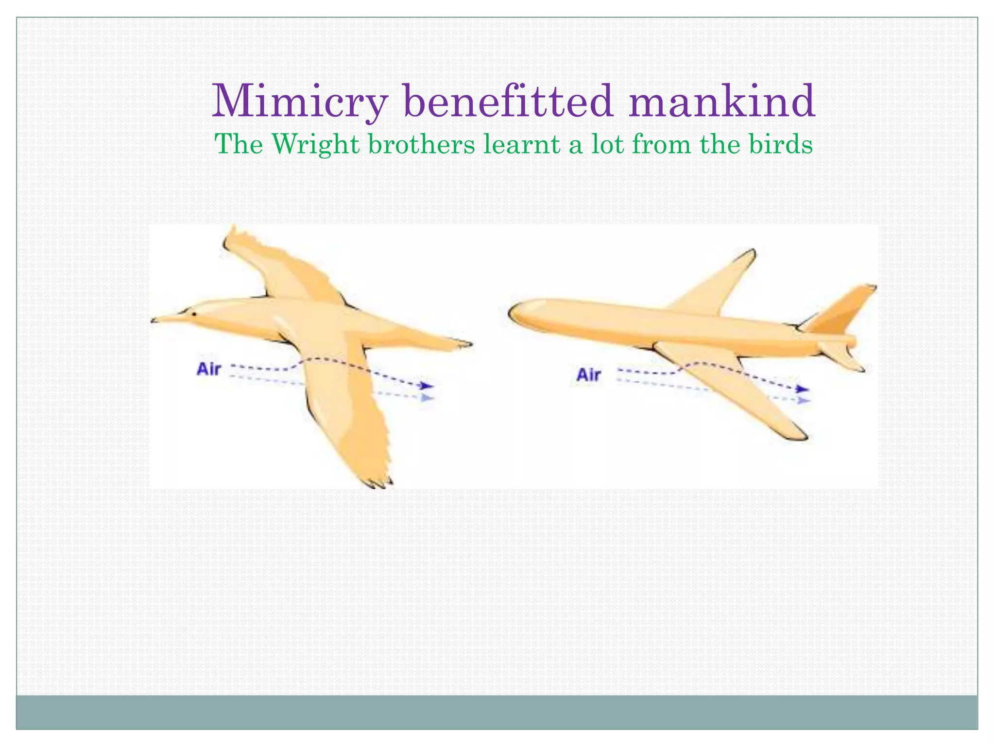 Mimicry benefitted mankind
The Wright brothers learnt a lot from the birds
 