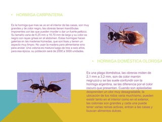 • HORMIGA CARPINTERA 
Es la hormiga que mas se ve en el interior de las casas, son muy 
grandes y de color negro, las obreras tienen mandíbulas 
imponentes con las que pueden morder o dar un fuerte pellizco. 
Su tamaño varia de 6,25 mm a 18,70 mm de largo y su color es 
negro con rayas grises en el abdomen. Estas hormigas hacen 
galerías en las maderas húmedas, que son lisas y tienen un 
aspecto muy limpio. No usan la madera para alimentarse sino 
para anidar. Una colonia es madura luego de tres a seis años, 
para esa época, su población será de 2000 a 3000 unidades. 
• HORMIGA DOMÉSTICA OLOROSA 
Es una plaga doméstica, las obreras miden de 
2,1 mm a 3,2 mm, son de color marrón 
negruzco y se las suele confundir con la 
hormiga argentina, se las diferencia por el color 
oscuro que presentan. Cuando son aplastadas 
desprenden un olor muy desagradable, la 
ubicación de los nidos varia muchísimo, pueden 
existir tanto en el interior como en el exterior, 
las colonias son grandes y cada una puede 
tener varias reinas activas, entran a las casas y 
buscan alimentos dulces. 
 