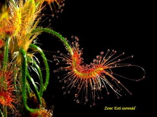 Zene: Esti szerenád 