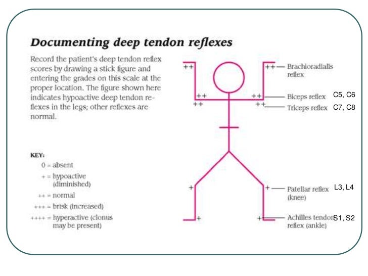 Deep Tendon Reflex Chart