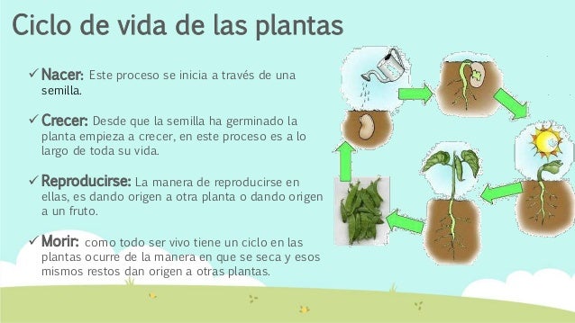 las plantas