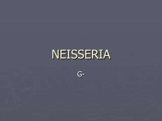 NEISSERIA G- 