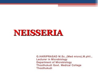 NEISSERIANEISSERIA
G.HARIPRASAD M.Sc.,(Med micro),M.phil.,
Lecturer in Microbiology
Department of Microbiology
Thoothukudi Govt. Medical College
Thoothukudi
 