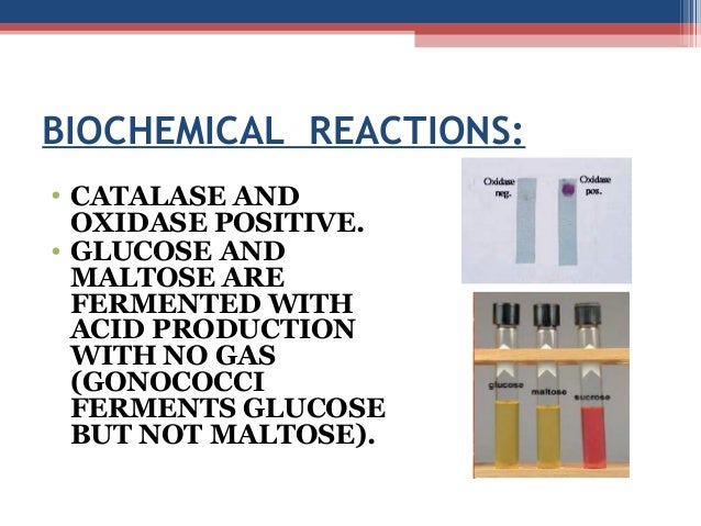 blood 95 test glucose Neisseria phpapp02 111014075523 blood 95 test glucose Neisseria phpapp02 111014075523