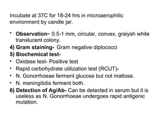 Incubate at 37C for 18-24 hrs in microaerophilic
environment by candle jar.
• Observation- 0.5-1 mm, circular, convex, graiysh white
translucent colony.
4) Gram staining- Gram negative diplococci
5) Biochemical test• Oxidase test- Positive test
• Rapid carbohydrate utilization test (RCUT)• N. Gonorrhoeae ferment glucose but not maltose.
• N. meningitidis ferment both.
6) Detection of Ag/Ab- Can be detected in serum but it is
useless as N. Gonorrhoeae undergoes rapid antigenic
mutation.

 