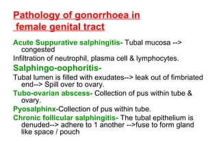 Pathology of gonorrhoea in
female genital tract
Acute Suppurative salphingitis- Tubal mucosa -->
congested
Infiltration of neutrophil, plasma cell & lymphocytes.

Salphingo-oophoritisTubal lumen is filled with exudates--> leak out of fimbriated
end--> Spill over to ovary.
Tubo-ovarian abscess- Collection of pus within tube &
ovary.
Pyosalphinx-Collection of pus within tube.
Chronic follicular salphingitis- The tubal epithelium is
denuded--> adhere to 1 another -->fuse to form gland
like space / pouch

 