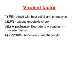 Virulent factor
1) Pili- attach with host cell & anti phagocytic.
2)LPS- causes endotoxic shock
3)Ig A protease- Degrade Ig A coating -->
invade mucus.

4) Capsule- Adhesion & antiphagocytic.

 