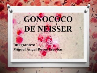 Integrantes:
Miguel Ángel Reyes Escobar
GONOCOCO
DE NEISSER
 