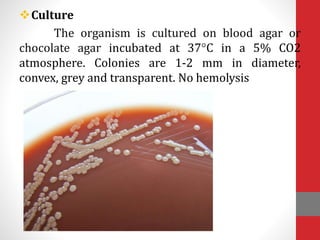 Culture
The organism is cultured on blood agar or
chocolate agar incubated at 37°C in a 5% CO2
atmosphere. Colonies are 1-2 mm in diameter,
convex, grey and transparent. No hemolysis
 