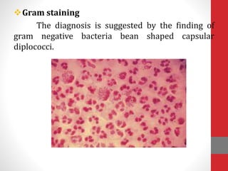 Gram staining
The diagnosis is suggested by the finding of
gram negative bacteria bean shaped capsular
diplococci.
 