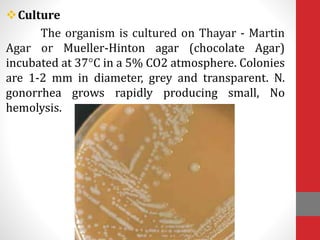 Culture
The organism is cultured on Thayar - Martin
Agar or Mueller-Hinton agar (chocolate Agar)
incubated at 37°C in a 5% CO2 atmosphere. Colonies
are 1-2 mm in diameter, grey and transparent. N.
gonorrhea grows rapidly producing small, No
hemolysis.
 