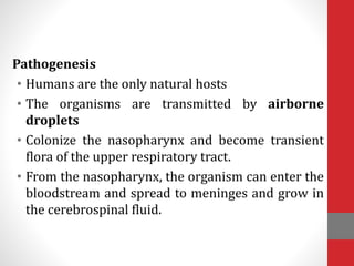 Pathogenesis
• Humans are the only natural hosts
• The organisms are transmitted by airborne
droplets
• Colonize the nasopharynx and become transient
flora of the upper respiratory tract.
• From the nasopharynx, the organism can enter the
bloodstream and spread to meninges and grow in
the cerebrospinal fluid.
 