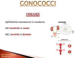 Ophthalmia neonatorum in newborns
MC:Urethritis in males
MC: cervicitis in females
DISEASES
STEP TO PG-MD/MS
-DR.AKIF A.B
 