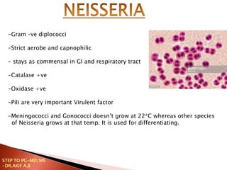 -Gram –ve diplococci
-Strict aerobe and capnophilic
- stays as commensal in GI and respiratory tract
-Catalase +ve
-Oxidase +ve
-Pili are very important Virulent factor
-Meningococci and Gonococci doesn’t grow at 22*C whereas other species
of Neisseria grows at that temp. It is used for differentiating.
STEP TO PG-MD/MS
-DR.AKIF A.B
 