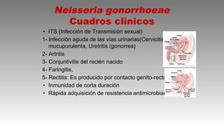 Comprehensive Overview of Neisseria Genus: Pathogenesis, Clinical ...