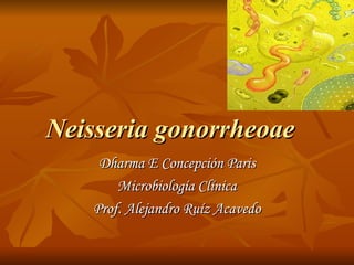 Neisseria gonorrheoae   Dharma E Concepción Paris Microbiología Clínica Prof. Alejandro Ruíz Acavedo 