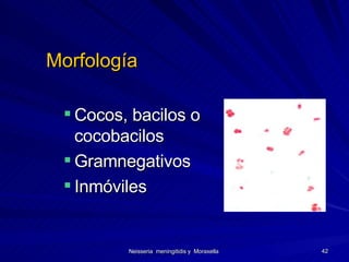 Morfología Cocos, bacilos o cocobacilos Gramnegativos Inmóviles 