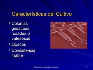 Características del Cultivo Colonias grisáceas, rosadas o cafesosas Opacas Consistencia friable 