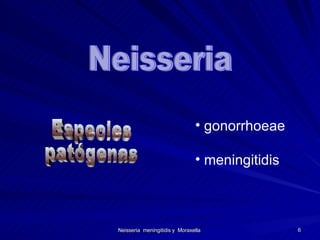 Especies  patógenas gonorrhoeae meningitidis Neisseria 