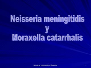 Neisseria meningitidis y  Moraxella catarrhalis 