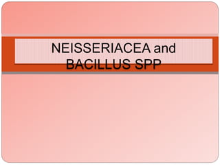 NEISSERIACEA and
BACILLUS SPP
 